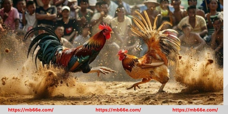 Kinh nghiệm cược đá gà Thomo là gì an toàn